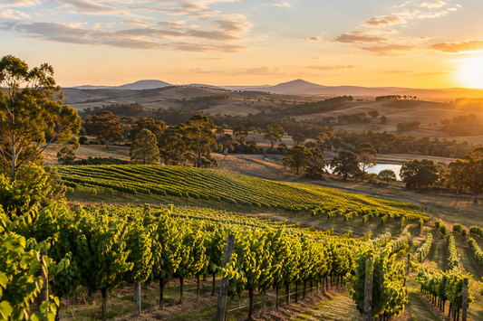 Vineyard rows across rolling hills in warm evening light